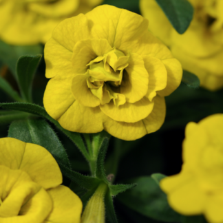 Aed-puispetuunia MiniFamous Uno DOUBLE YELLOW