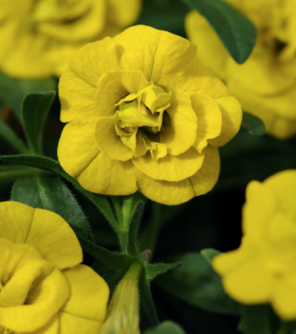 Aed-puispetuunia MiniFamous Uno DOUBLE YELLOW