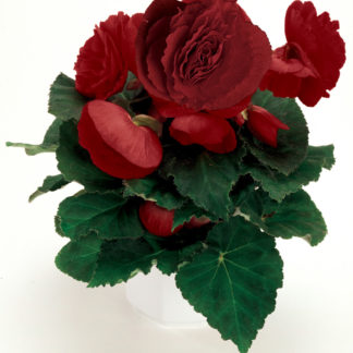 Mugulbegoonia - Begonia*tuberhybrida Fortune DEEP RED