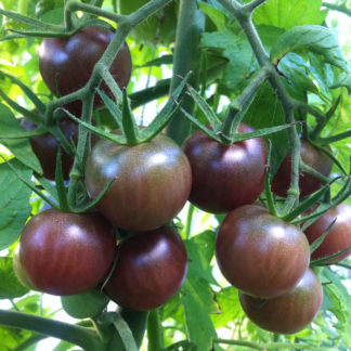 Black Cherry