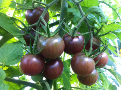 Black Cherry