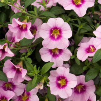 Aed-puispetuunia Calibrachoa Bloomtastic ROSE QUARTZ