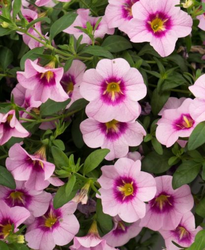 Aed-puispetuunia Calibrachoa Bloomtastic ROSE QUARTZ