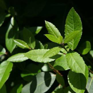 Harilik loorberipuu - Laurus nobilis