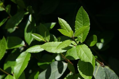 Harilik loorberipuu - Laurus nobilis