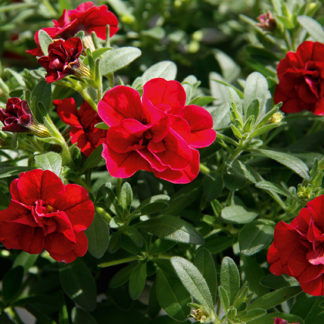 Aed-puispetuunia - MiniFamous Uno DOUBLE  DARK RED