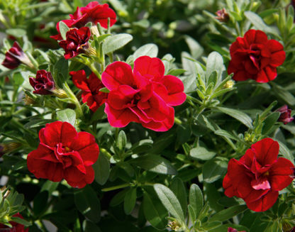 Aed-puispetuunia - MiniFamous Uno DOUBLE  DARK RED