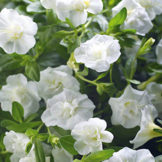 Aed-puispetuunia - MiniFamous Uno DOUBLE WHITE