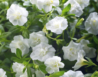 Aed-puispetuunia - MiniFamous Uno DOUBLE WHITE