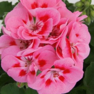 Pelargoon - Pelargonium Zonale Sunrise Graziella