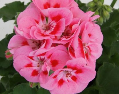 Pelargoon - Pelargonium Zonale Sunrise Graziella
