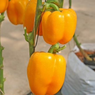 Paprika AFRODITA
