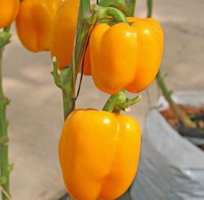 Paprika AFRODITA