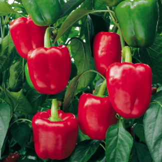 Paprika BENDIGO F1