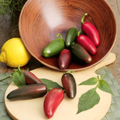 Samira Shiny (jalapeno tüüpi Mehhiko chilli)