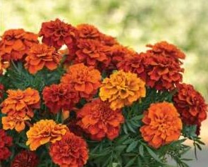 Peiulill - Tagetes patula Texana Special Fireball