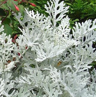 Viltleht ehk Vilt-ristirohi Senecio cineraria SILVERADO