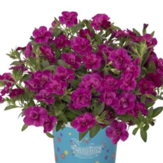 Puispetuunia  -  Calibrachoa ALOHA DOUBLE PURPLE