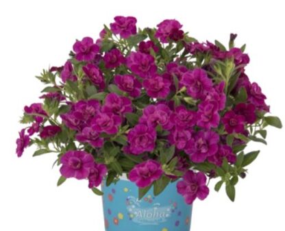 Puispetuunia  -  Calibrachoa ALOHA DOUBLE PURPLE