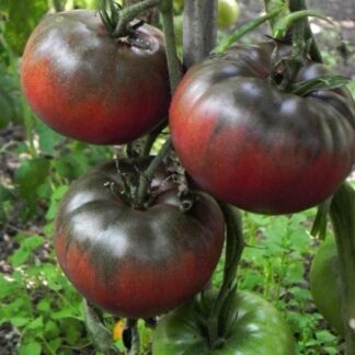 Tomat BLACK FROM TULA