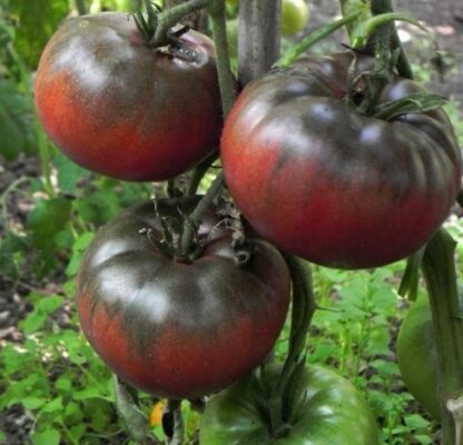 Tomat BLACK FROM TULA