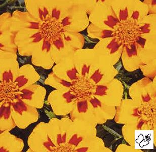 PEIULILL  Tagetes patula DISCO GRANADA