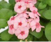 Padjandfloks  Phlox*hybrida LIGHT PINK