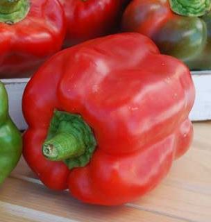 Paprika JUPITER F1