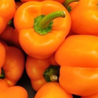 Paprika REWIA