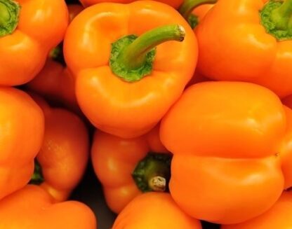 Paprika REWIA
