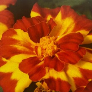Peiulill Tagetes patula TEXANA BOLERO