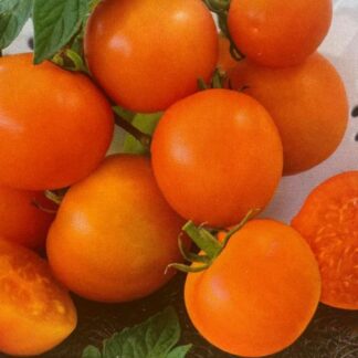 Tomat ORANŽE