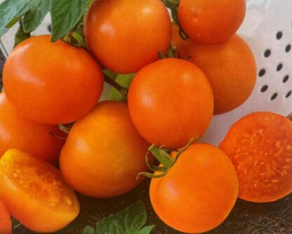Tomat ORANŽE
