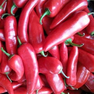 Chilli SHAKIRA