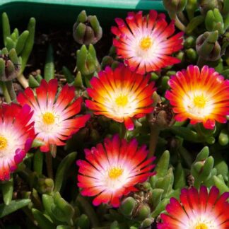 Delosperma Lido Magenta Orange White