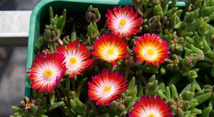 Delosperma Lido Magenta Orange White