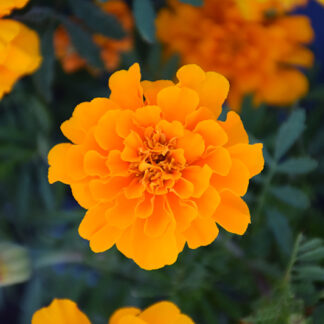 Peiulill Tagetes patula SAFARI ORANGE
