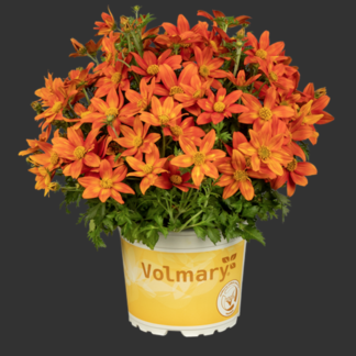 Feerulalehine Ruse Bidens FERULIFOLIA Taka Tuka® 'Red Yellow Brush'