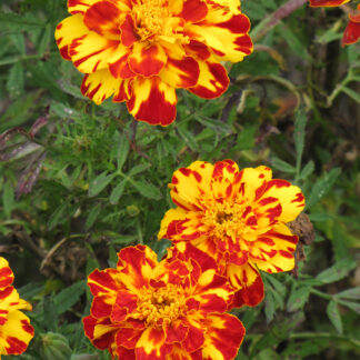 Peiulill Tagetes patula SAFARI BOLERO