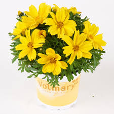 Feerulalehine Ruse  Bidens ferulifolia Interceptor