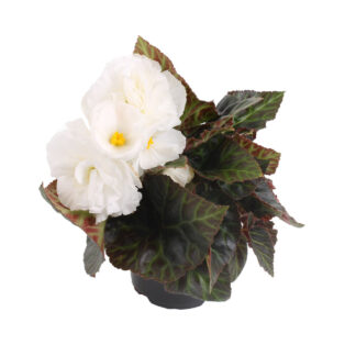 Mugulbegoonia – Begonia*tuberhybrida Fortune WHITE