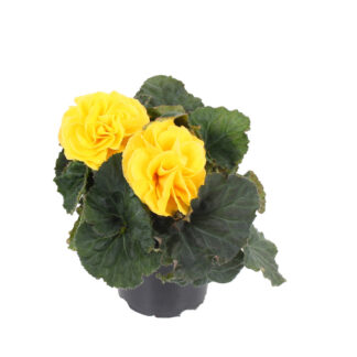 Mugulbegoonia – Begonia*tuberhybrida Fortune YELLOW