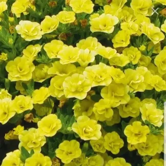 Aed-puispetuunia MiniFamous Neo Double Yellow