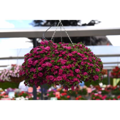 Calibrachoa Aloha Double Purple - Image 3