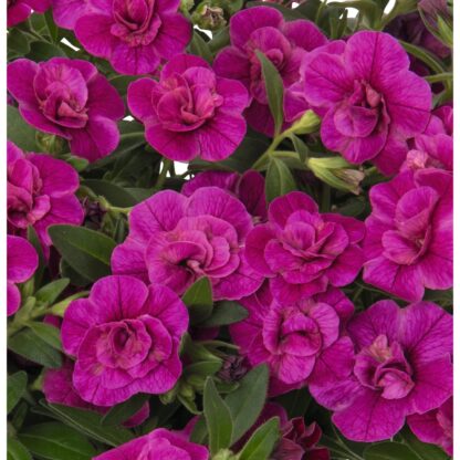 Calibrachoa Aloha Double Purple - Image 4