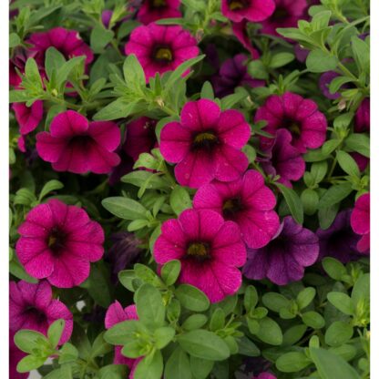 Calibrachoa Aloha Kona Neon - Image 2