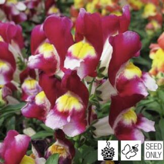 Antirrhinum majus LEO F1 Bicolor Cherry