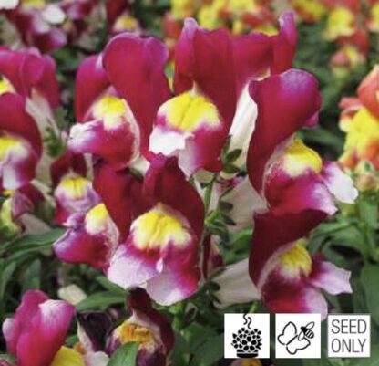Antirrhinum majus LEO F1 Bicolor Cherry