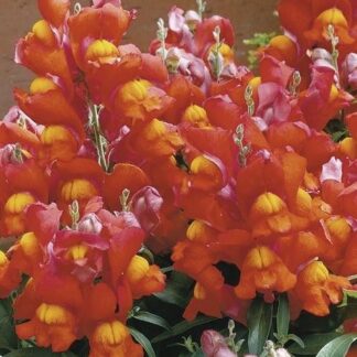 Antirrhinum majus LEO F1 Bicolor Bronze