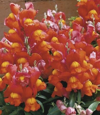 Antirrhinum majus LEO F1 Bicolor Bronze